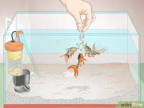 Image titled Cure Red Slime Algae in Marine Aquariums Step 6