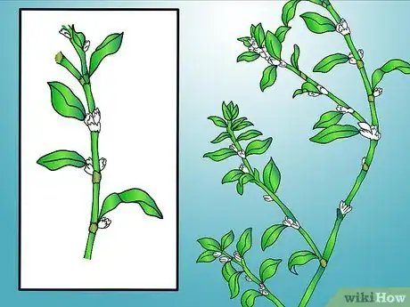 Image titled Identify Knotweed Step 7