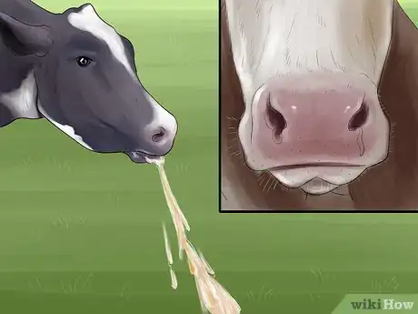 Image titled Treat and Prevent Nitrate Toxicity in Cattle Step 8