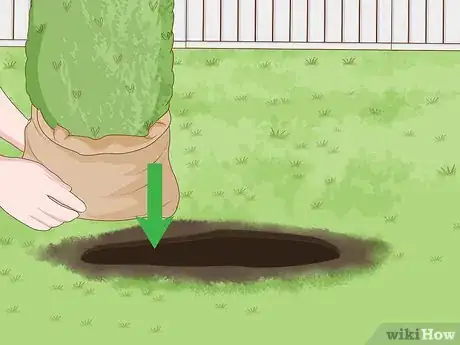 Image titled Plant a Shrub Step 6