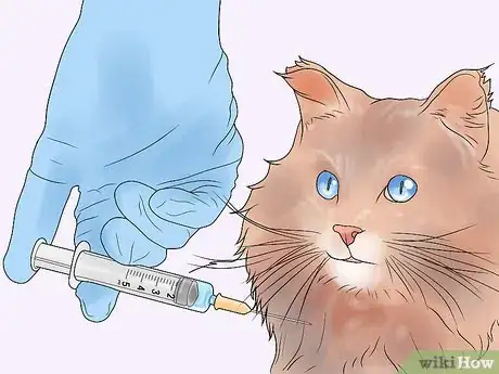 Image titled Diagnose and Treat Chylothorax in Cats Step 7