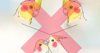 Keep Cockatiels Healthy While Breeding