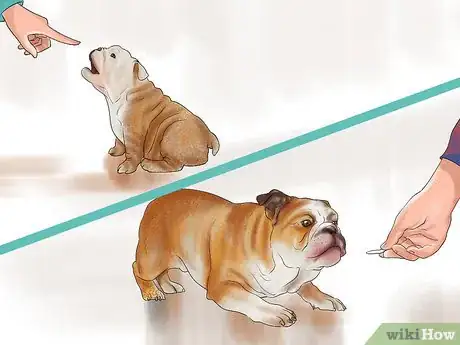 Image titled Bring Up a Loyal Dog Step 13