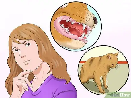Image titled Diagnose Feline Upper Respiratory Illness Step 7