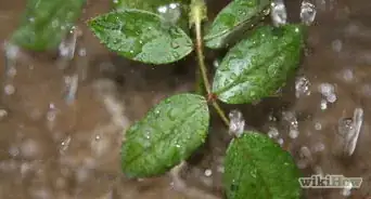 Grow a Rose Bush from a Single Stem or Cutting