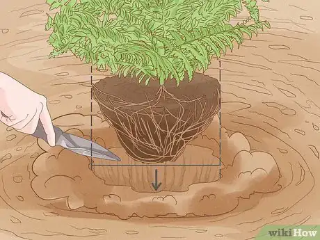 Image titled Plant a Fern Step 5
