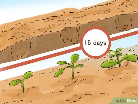 Image titled Harvest Heartsease Step 5