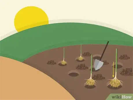 Image titled Plant Napier Grass Step 9