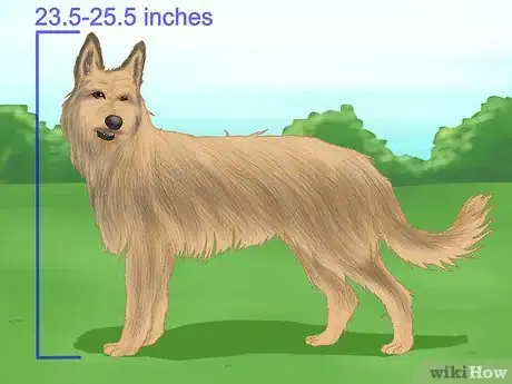 Image titled Identify a Berger Picard Step 1