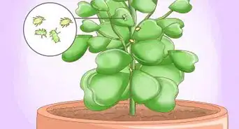 Get a Hoya Plant to Bloom