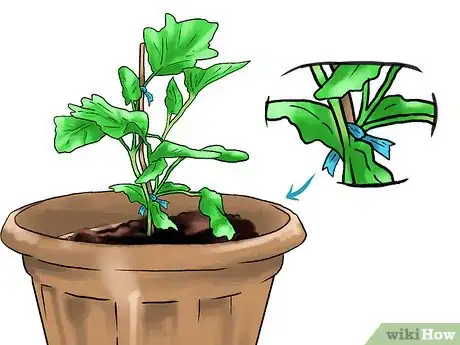 Image titled Grow Eggplants in Pots Step 27