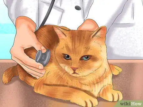 Image titled Choose a Cat‐Friendly Vacation Destination Step 6