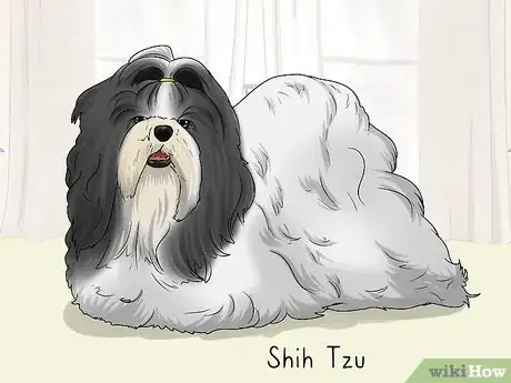 Image titled Identify a Pekingese Step 14