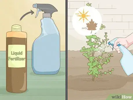 Image titled Grow Rainbow Eucalyptus Step 17