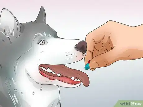 Image titled Treat Canine Leptospirosis Step 10