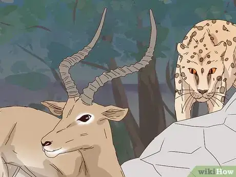 Image titled Tell a Cheetah and Leopard Apart Step 12
