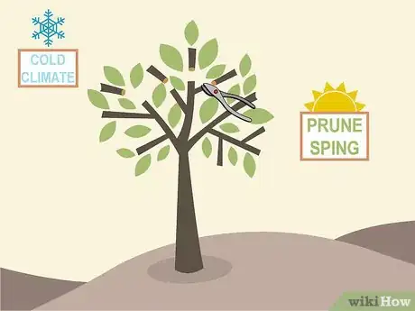 Image titled Prune Citrus Trees Step 3