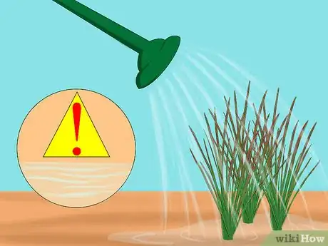 Image titled Grow Japanese Blood Grass Step 5