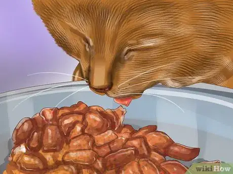 Image titled Help Your Cat Age Well Step 5