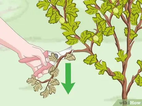 Image titled Prune Gooseberries Step 8