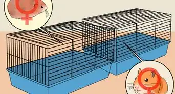 Breed Syrian Hamsters