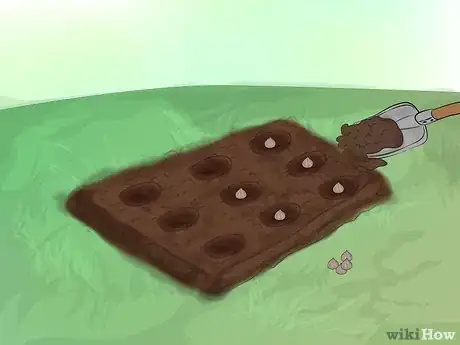 Image titled Grow Gladiolus Step 17