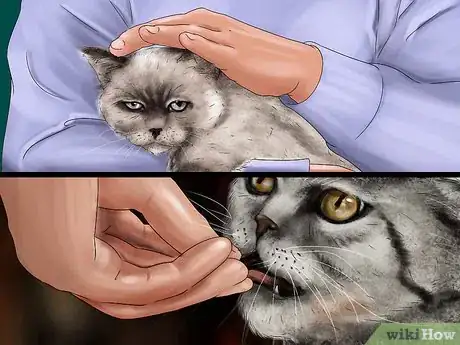 Image titled Give Selective Serotonin Reuptake Inhibitors to a Cat Step 11
