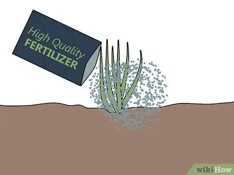 Image titled Grow Pampas Grass Step 11