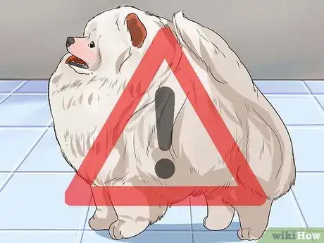 Image titled Diagnose Adrenal Gland Disease in Pomeranians Step 5