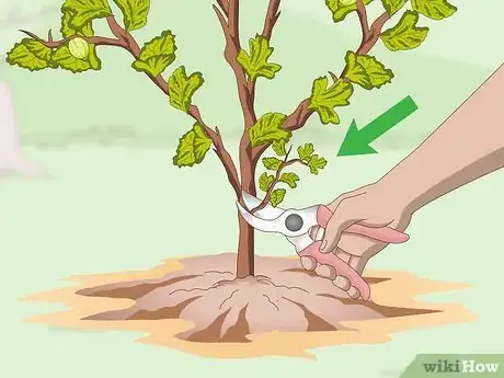 Image titled Prune Gooseberries Step 4