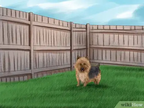 Image titled Care for an Australian Terrier Step 8