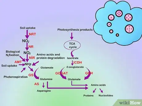 Image titled Treat and Prevent Nitrate Toxicity in Cattle Step 3