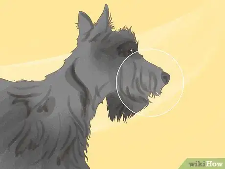 Image titled Identify a Scottish Terrier Step 5
