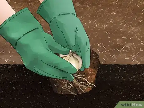 Image titled Grow Tiger Lilies Step 17