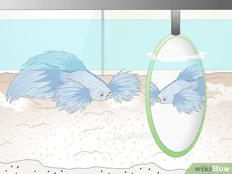 Image titled Name Your Betta Fish Step 3