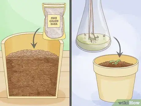 Image titled Grow Orchids from Seeds Step 15