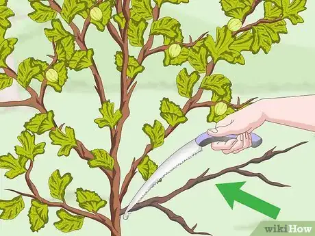 Image titled Prune Gooseberries Step 9