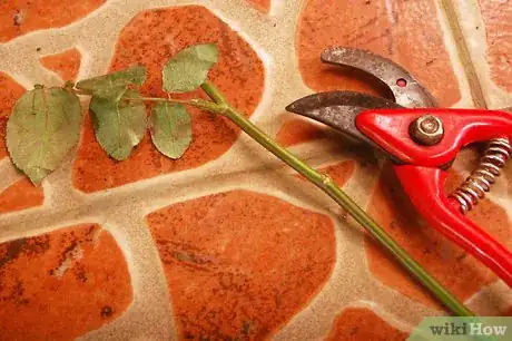 Image titled Grow a Rose Bush from Rose Bush Cuttings Step 2