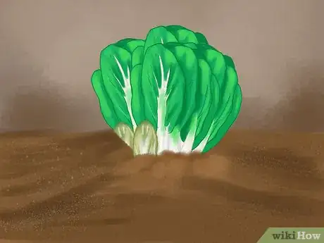 Image titled Regrow Bok Choy Step 8