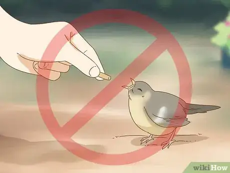 Image titled Help a Fallen Fledgling Step 5