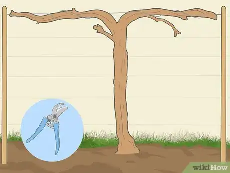 Image titled Prune Grape Vines for Winter Step 10