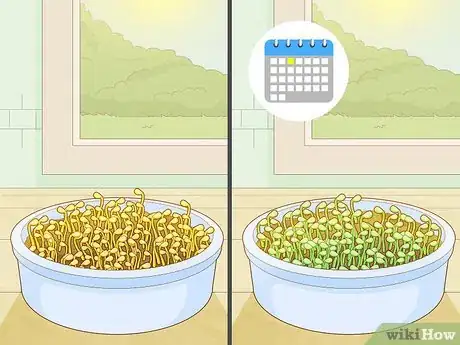 Image titled Grow Arugula Microgreens Step 8