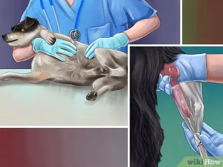 Image titled Treat Prostate Disease in Intact Male Dogs Step 9