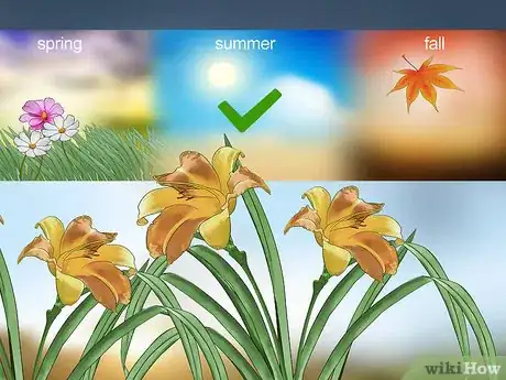 Image titled Harvest Daylilies Step 10