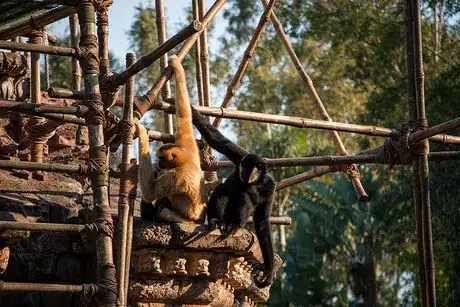 Image titled DAK Gibbons Asia