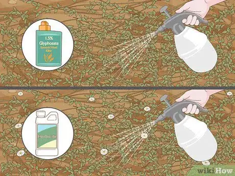 Image titled Get Rid of Morning Glories Step 3