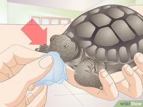 Image titled Treat Stomatitis in Tortoises Step 5