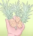 Grow Dwarf Pineapples