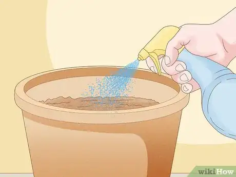 Image titled Grow Sweet Alyssum Step 4