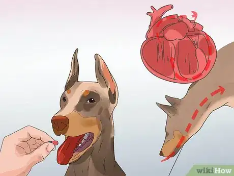 Image titled Treat Heart Conditions in Doberman Pinschers Step 4